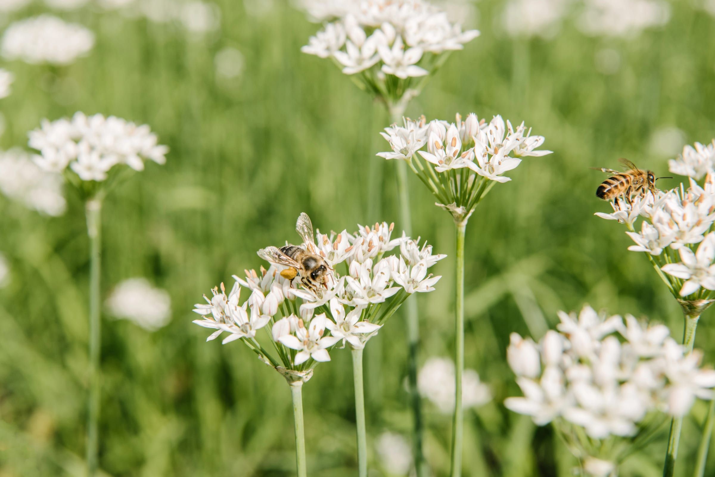 Api che bottinano su fiori bianchi di allium