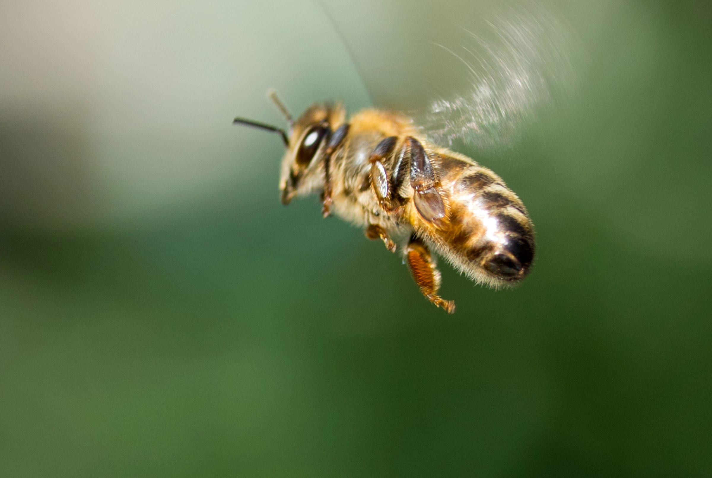 Ape mellifera in volo con le pallottole di polline