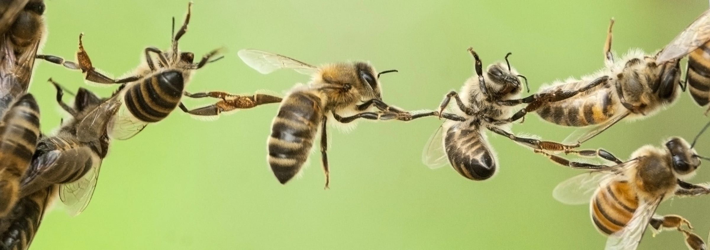 Api appese l'una all'altra in una catena di festoni