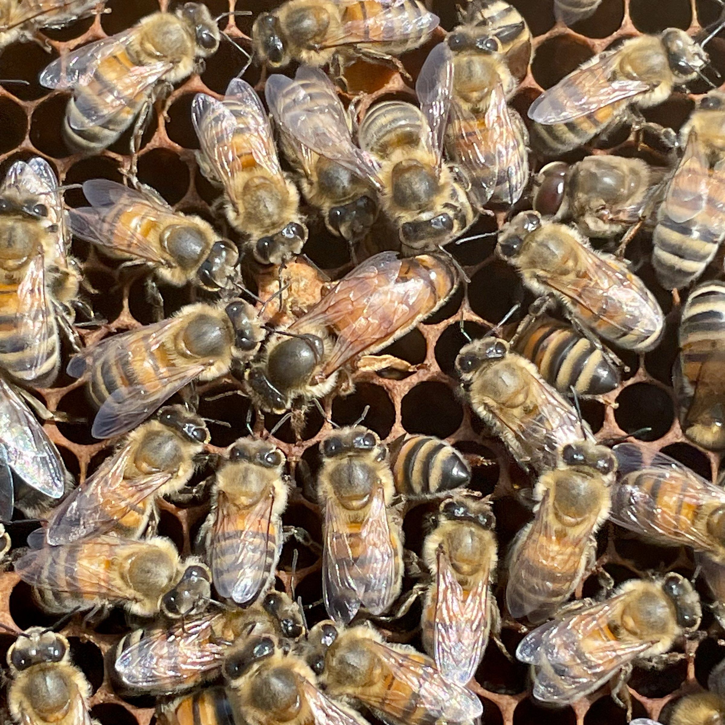 Primo piano di api su un favo di cera