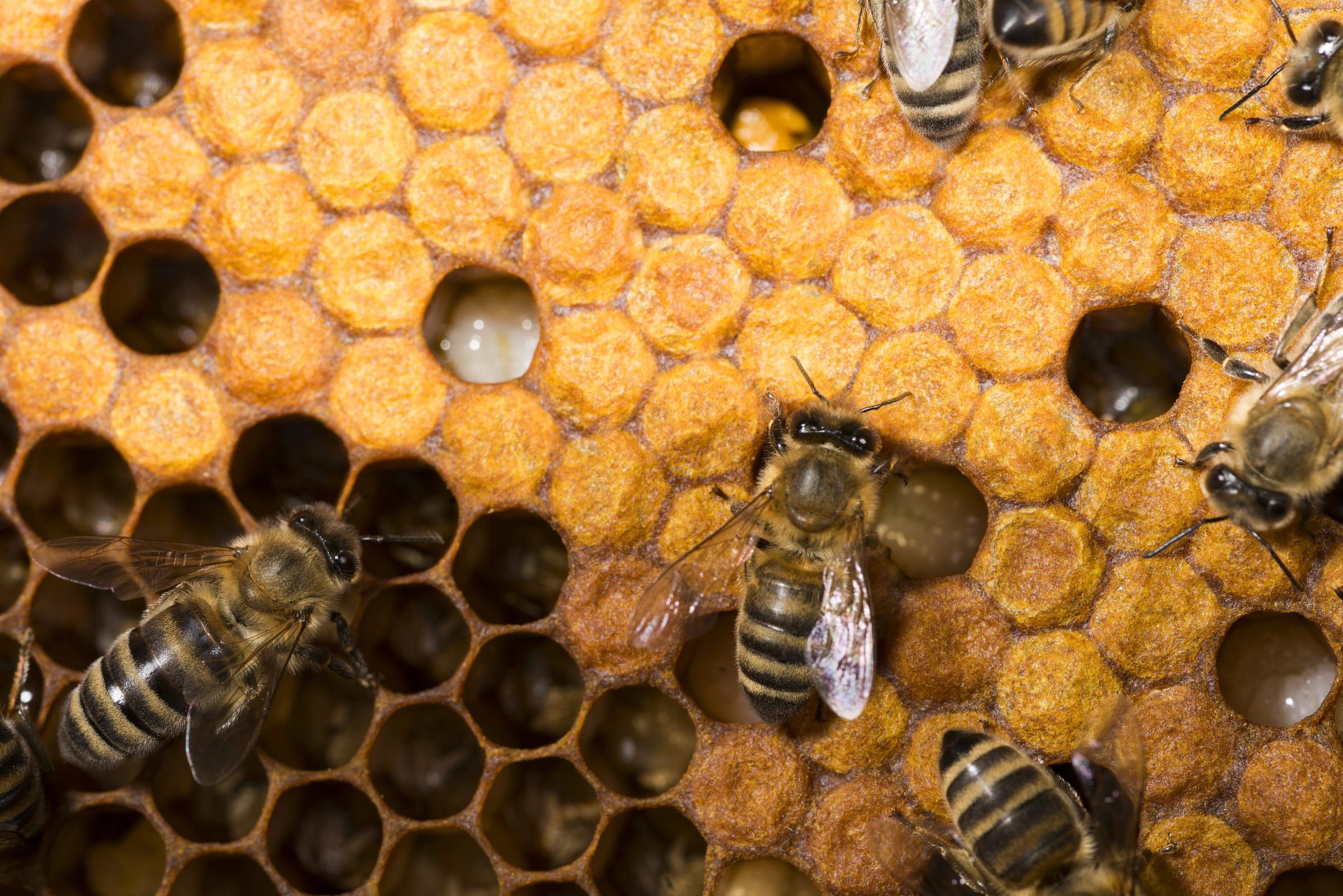 Api sulla covata opercolata, dove si riproduce la varroa