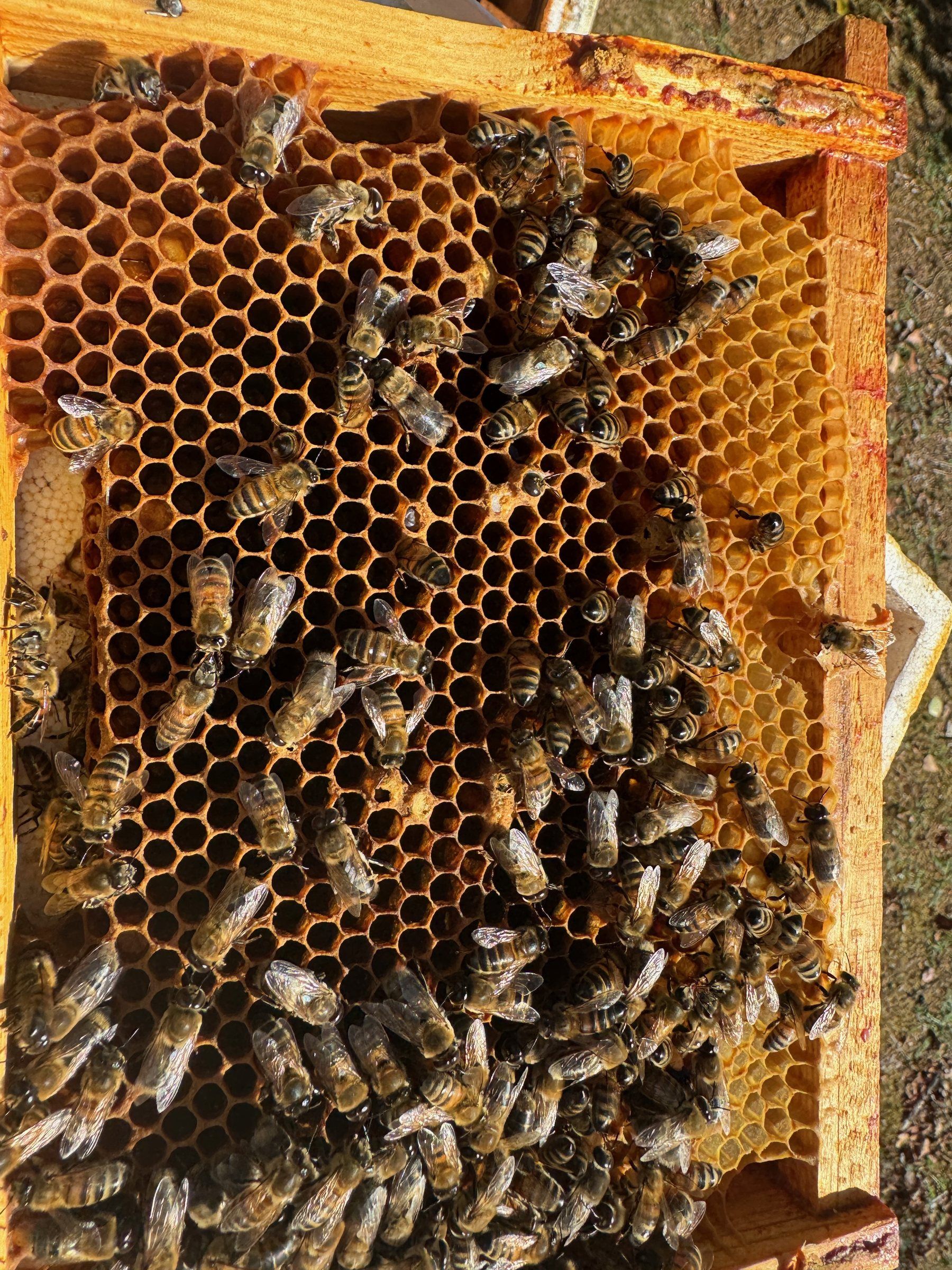 Telaino con cera costruita e coperto di api