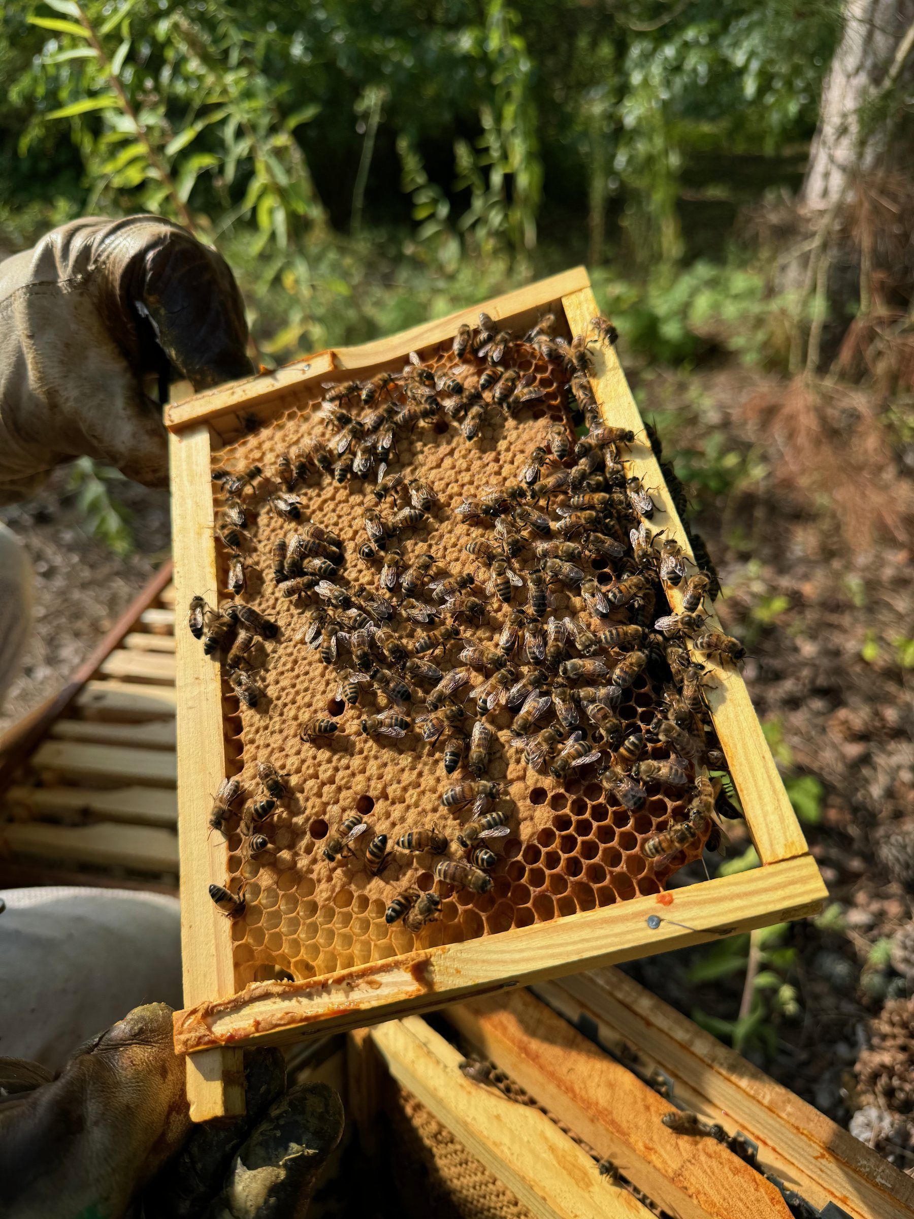 Telaino da arnia coperto di api in un apiario nel bosco