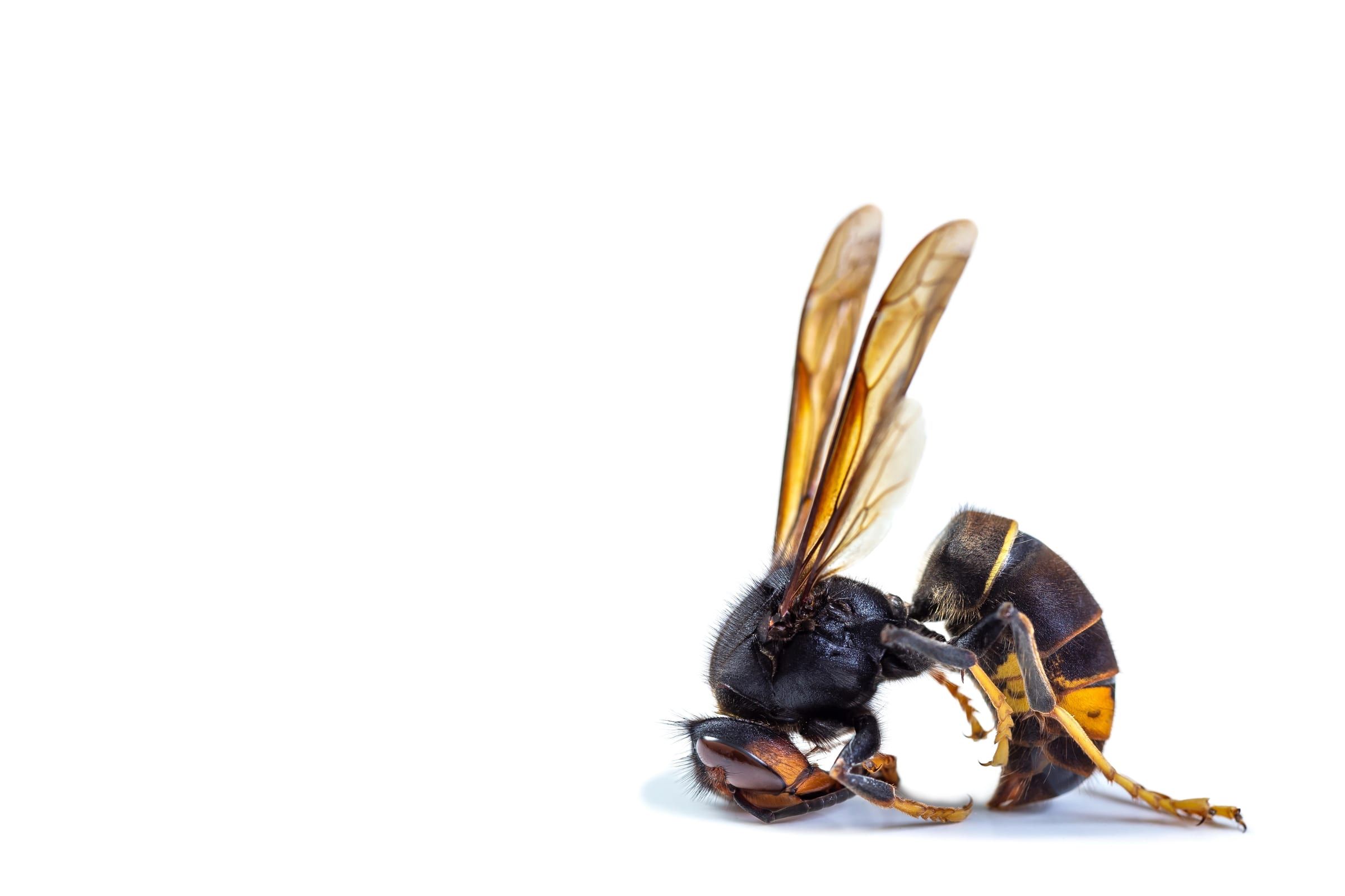 Calabrone asiatico (Vespa velutina)