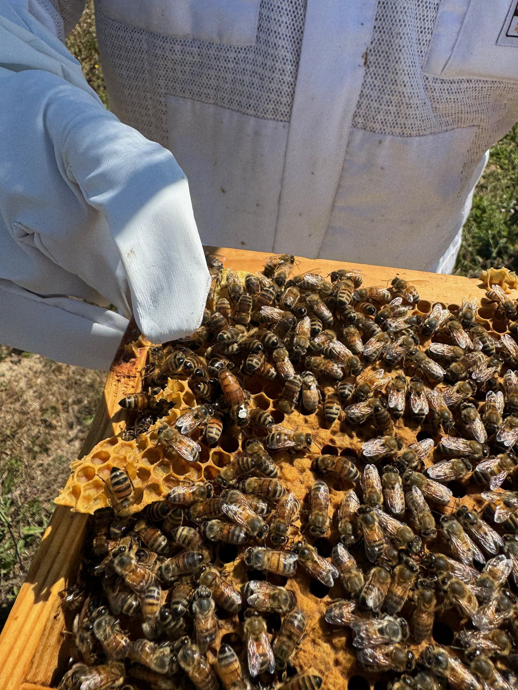 Guanti e tuta da apicoltore per maneggiare un telaino