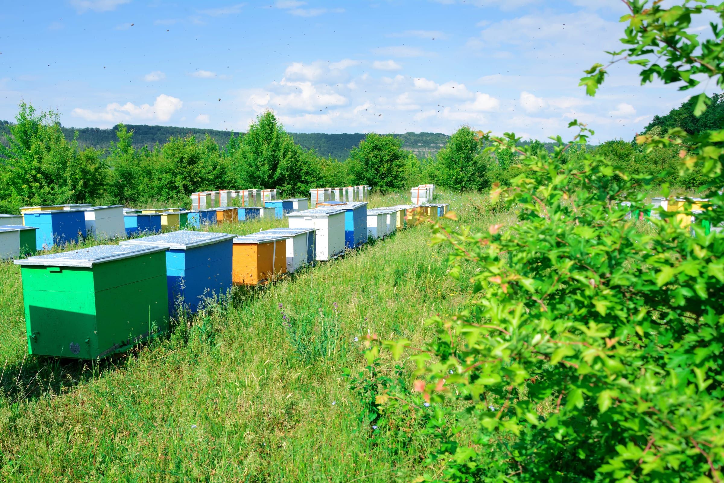 Apiario di arnie dai colori vivaci allineate in campagna